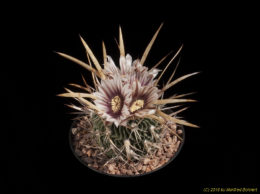 Stenocactus lloydii 2403